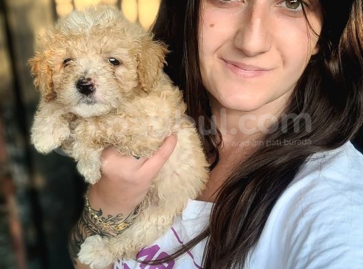 Maltipoo Yavru Bursa Köpek Okulu