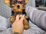 Yorkshire yavru bursa köpek okulu