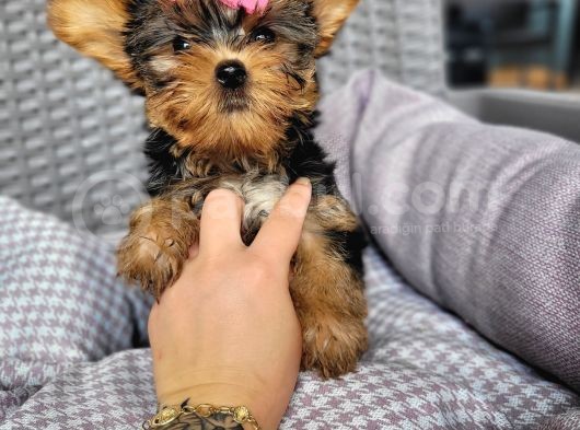 Yorkshire Yavru Bursa Köpek Okulu