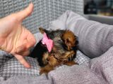 Yorkshire Yavru Bursa Köpek Okulu
