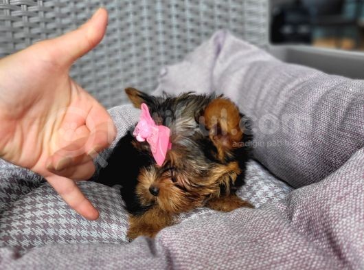 Yorkshire Yavru Bursa Köpek Okulu görsel
