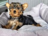 Yorkshire Yavru Bursa Köpek Okulu