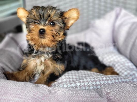 Yorkshire Yavru Bursa Köpek Okulu görsel