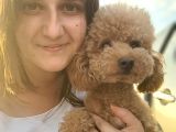 Toy Poodle Bebekler Bursa Köpek Okulu