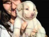 Border Collie Yavru Bursa Köpek Okulu