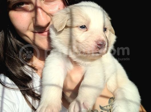 Border Collie Yavru Bursa Köpek Okulu görsel