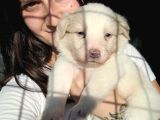 Border Collie Yavru Bursa Köpek Okulu
