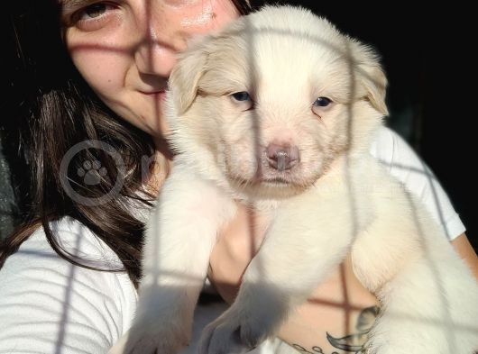 Border Collie Yavru Bursa Köpek Okulu görsel