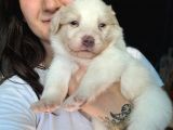 Border collie yavru bursa köpek Okulu