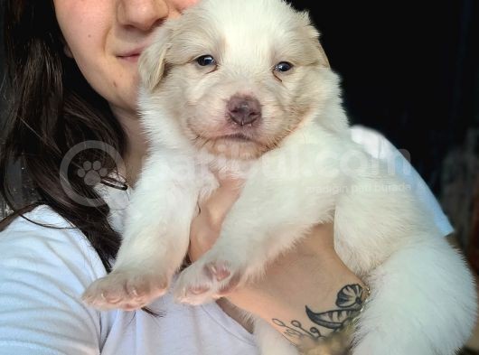 Border Collie Yavru Bursa Köpek Okulu