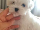 Mini mini maltese yavruları