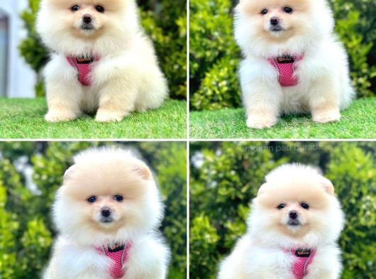 Pomerani̇an Boo Bebekleri̇mi̇z
