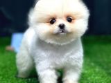 Pomeranian Boo Yavrular