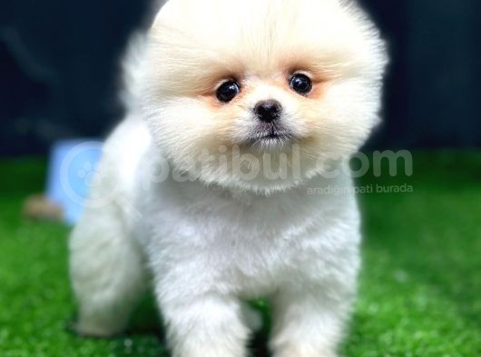 Pomeranian Boo Yavrular görsel