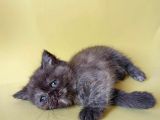 British Sorthair Tortie  -Rezerve Açık