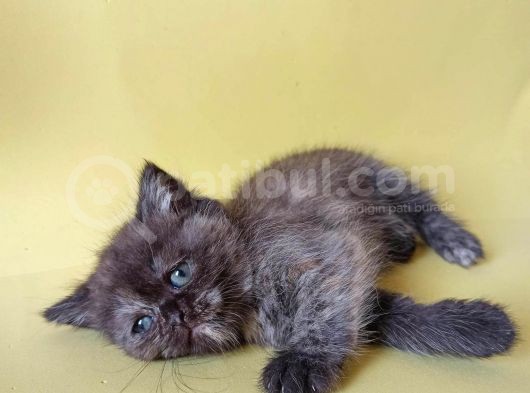 British Sorthair Tortie  -Rezerve Açık görsel