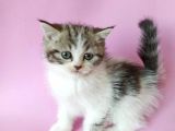 British Sorthair Bicolor Tabby - Bayrama Özel Uygun