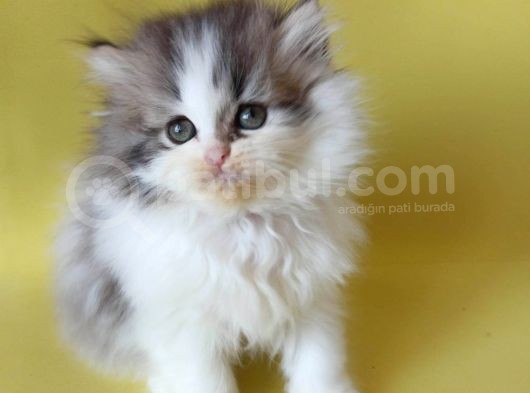 Persian Iran Dollface Bicolor - Bayrama Özel Uygun görsel