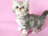 British Sorthair Silver Tabby - Bayrama Özel Uygun