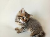 British Sorthair Brown Tabby - Bayrama Özel Uygun