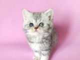British Sorthair Silver Tabby - Bayrama Özel Uygun