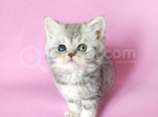 British Sorthair Silver Tabby - Bayrama Özel Uygun görsel