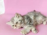 British Sorthair Silver Tabby - Bayrama Özel Uygun