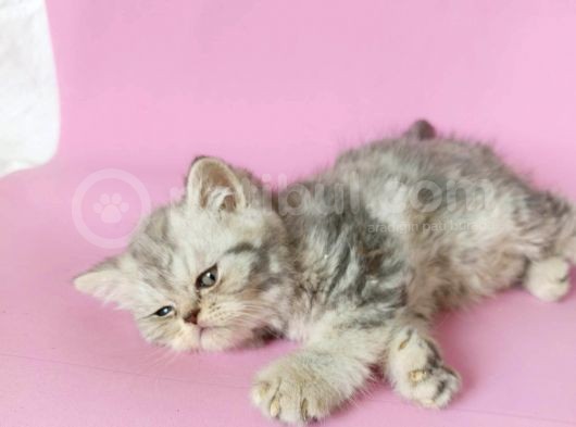 British Sorthair Silver Tabby - Bayrama Özel Uygun görsel