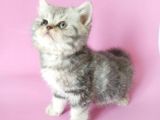 British Sorthair Silver Tabby - Bayrama Özel Uygun