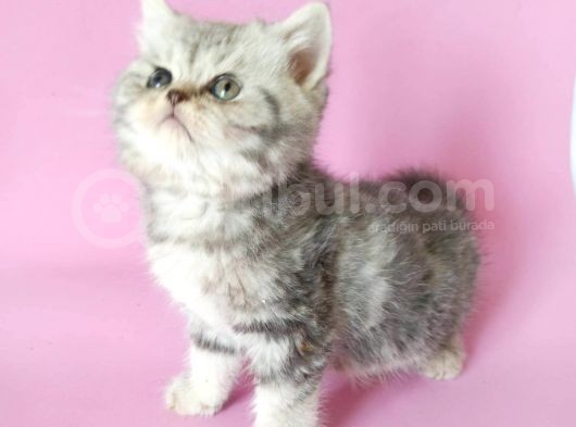 British Sorthair Silver Tabby - Bayrama Özel Uygun görsel