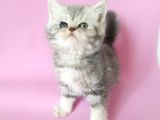 British Sorthair Silver Tabby - Bayrama Özel Uygun