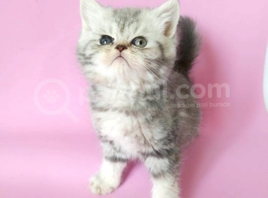 British Sorthair Silver Tabby - Bayrama Özel Uygun görsel