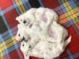 Muhteşem Kalite Maltese Terrier Yavrusu