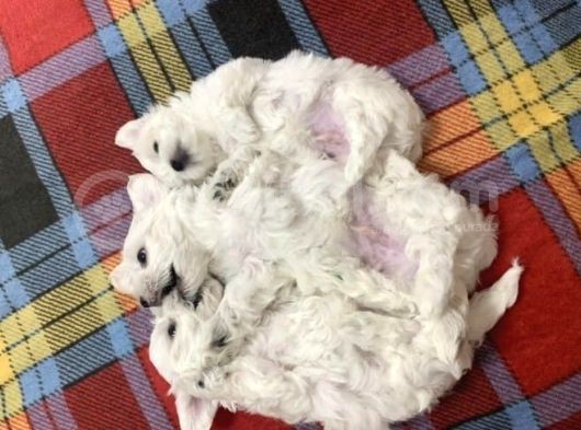 Muhteşem Kalite Maltese Terrier Yavrusu görsel