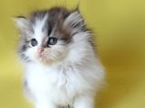 Persian Iran Dollface Bicolor - Bayrama Özel Uygun