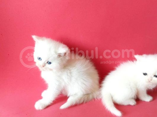 British Sorthair White -Rezerve Açık görsel