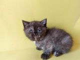 British Sorthair Tortie  -Rezerve Açık