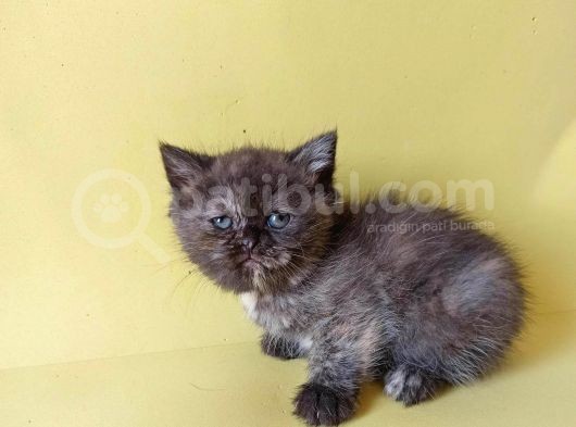 British Sorthair Tortie  -Rezerve Açık görsel