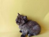 British Sorthair Tortie  -Rezerve Açık