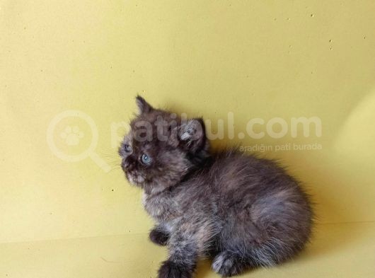 British Sorthair Tortie  -Rezerve Açık görsel