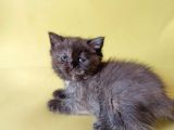 British Sorthair Tortie  -Rezerve Açık