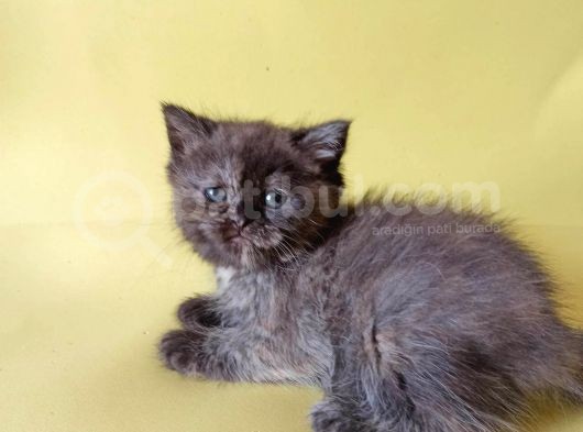 British Sorthair Tortie  -Rezerve Açık görsel