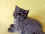 British Sorthair Tortie  -Rezerve Açık
