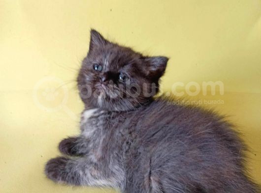 British Sorthair Tortie  -Rezerve Açık görsel