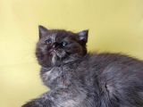British Sorthair Tortie  -Rezerve Açık