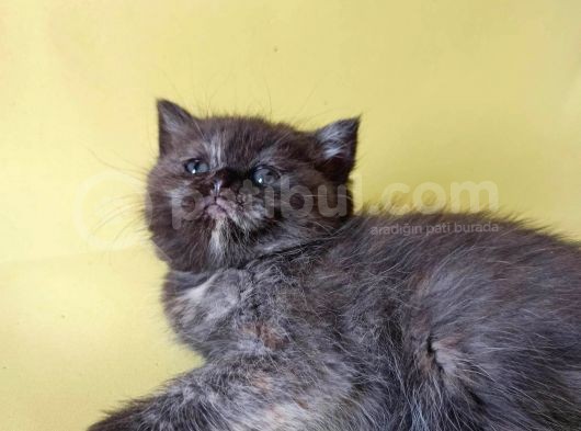 British Sorthair Tortie  -Rezerve Açık görsel