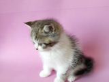British Sorthair Bicolor Tabby - Bayrama Özel Uygun