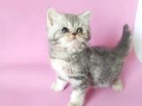 British Sorthair Silver Tabby - Bayrama Özel Uygun