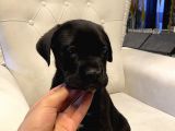 Bu kalitede cane corso yok