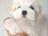 Mini Mini Maltese Yavruları